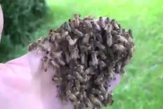 Plonger sa main dans un nid d’abeilles