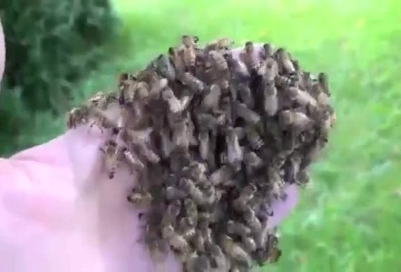 Plonger sa main dans un nid d’abeilles