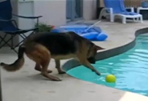 Chien tombe dans une piscine