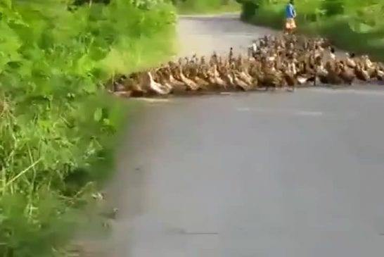 Canard-Pocalypse