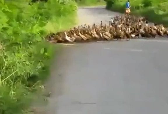 Canard-Pocalypse