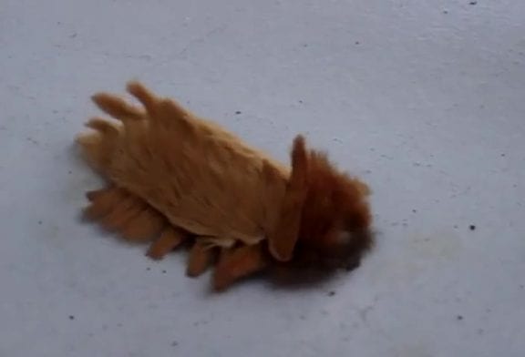 Chenille de Bolivie