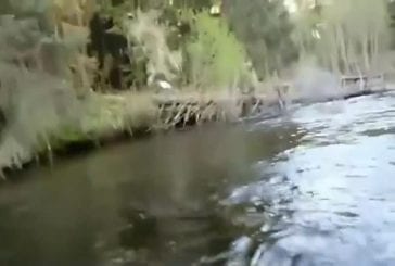 Aigle vole le poisson du pêcheur
