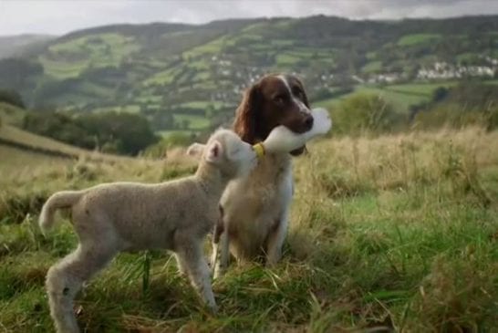 Chien nourrit un agneau orphelin