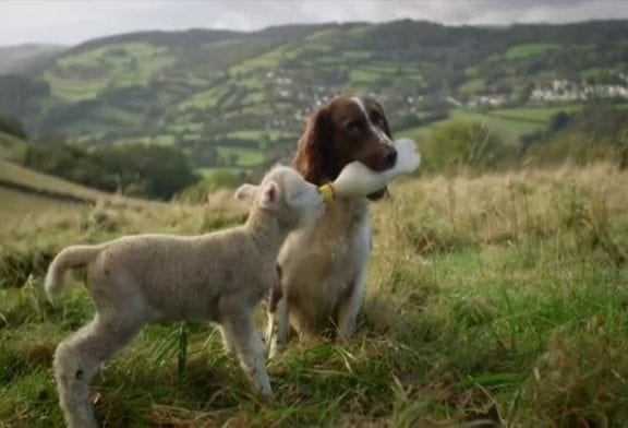 Chien nourrit un agneau orphelin
