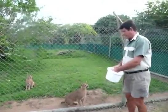 Caracals sait sauter très haut