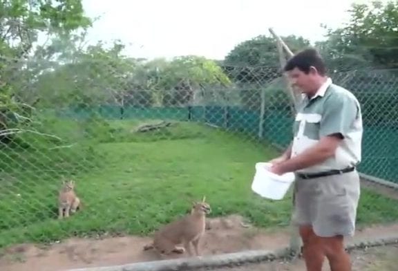 Caracals sait sauter très haut