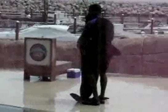 Phoque qui fait une petite danse sympa