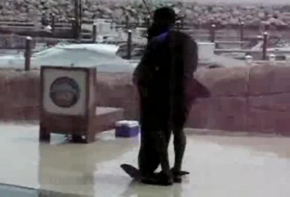 Phoque qui fait une petite danse sympa