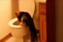 Chien n’aime pas la chasse d’eau des toilettes