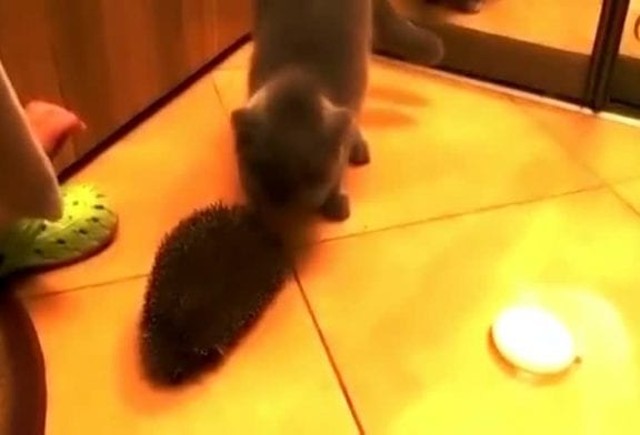 Chat utilise un hérisson pour se brosser le poil