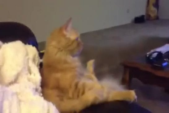 Chat qui regarde du hockey à la télévision