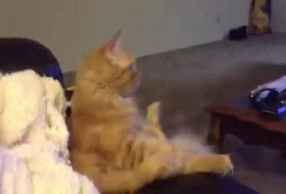 Chat qui regarde du hockey à la télévision