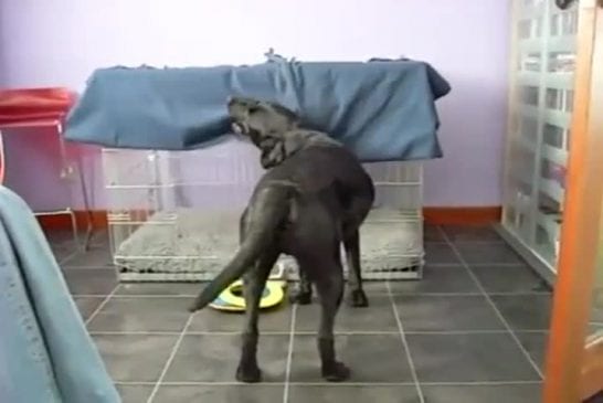 Chien met sa couverture autour de lui