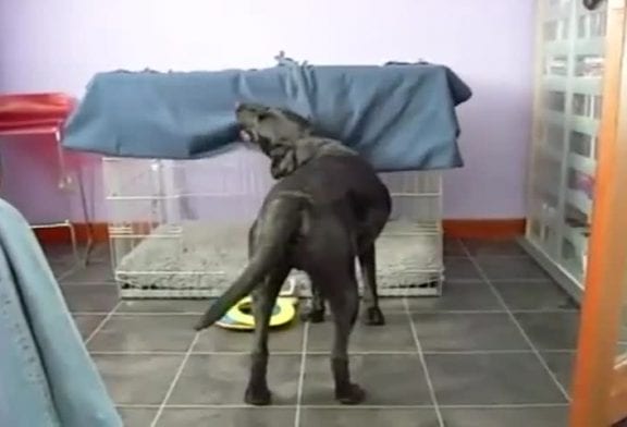 Chien met sa couverture autour de lui