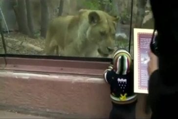 Lion de zoo veut manger un enfant