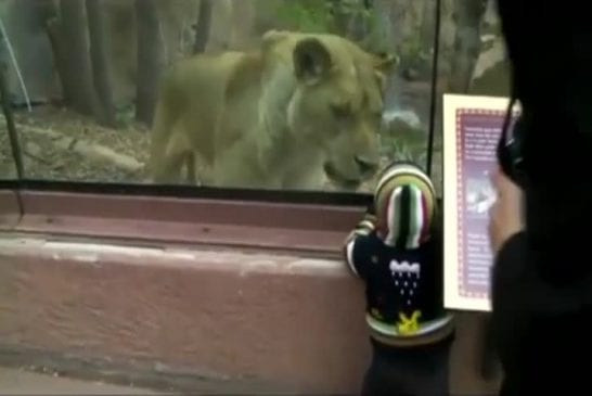 Lion de zoo veut manger un enfant