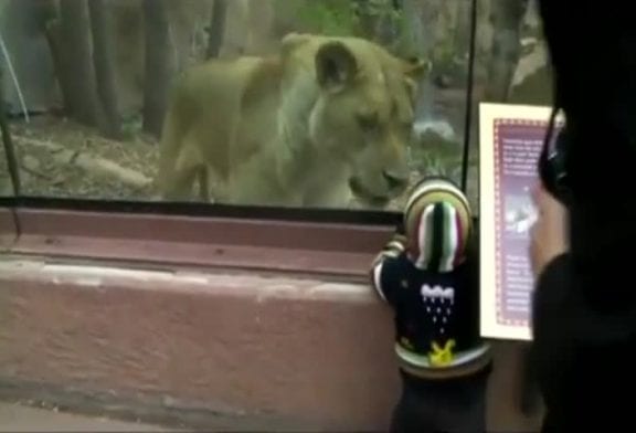 Lion de zoo veut manger un enfant