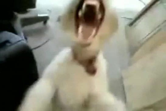 Gueule de chien qui chante du Heavy Metal