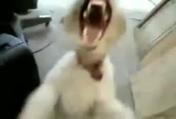 Gueule de chien qui chante du Heavy Metal