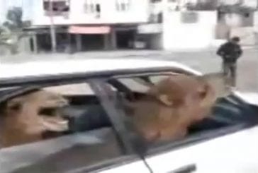 Deux chameaux dans une voiture