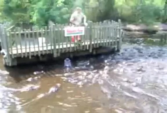 Beaucoup trop d’alligators