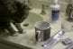 Chats accomplit un rituel avant de boire de l’eau
