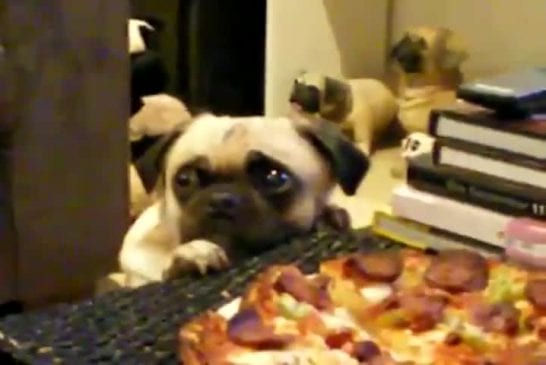 Chien face à une pizza