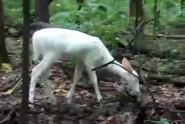 Faon albinos