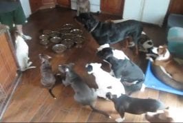 Nourrir des chiens bien éduqués