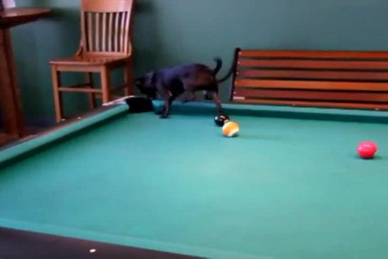 Chihuahua joue au billard