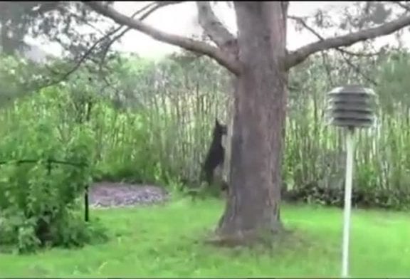 Ecureuil taquine un chien