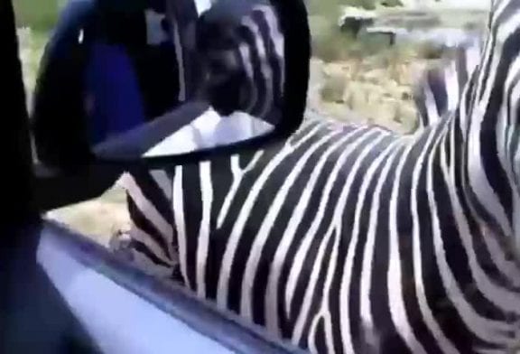 Rencontre rapprochée avec un zèbre