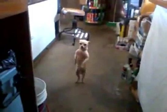 Le chien Stuart danse la salsa