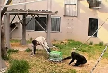 Chimpanzés résolvent des problèmes par la coopération