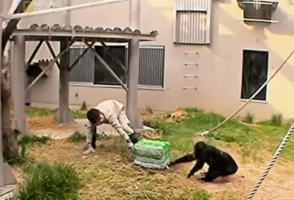 Chimpanzés résolvent des problèmes par la coopération