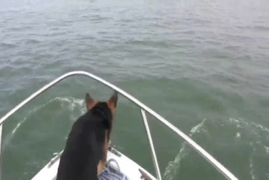 Chien saute sur les dauphins