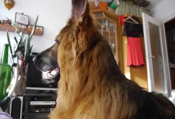 Réaction d’un chien à des sonneries spéciales