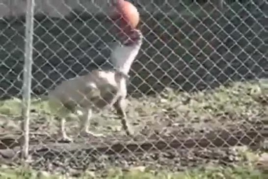 Chien fait des contrôles de balle impressionnants