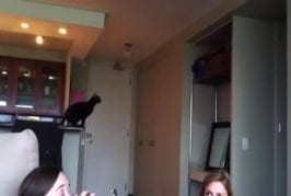 Chat tente le saut en longueur FAIL