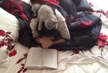 Chaton lit le livre sur la tête de la jeune fille