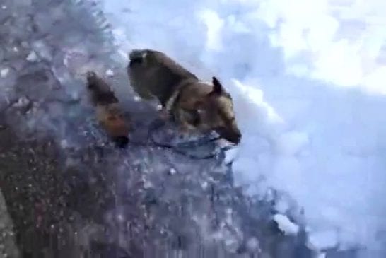 Chien responsable emmène son chiot en promenade