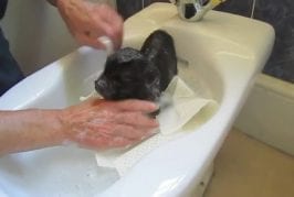 Cochon domestique prend un bain