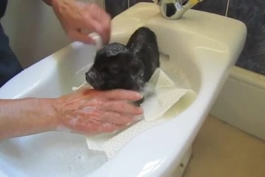 Cochon domestique prend un bain
