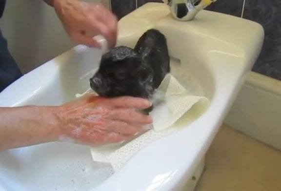 Cochon domestique prend un bain