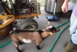 Chèvre qui se prend pour une poule