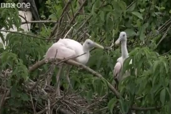 Drôles d’animaux qui parlent