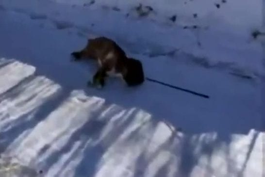 Chien ne veut pas marcher sur la glace