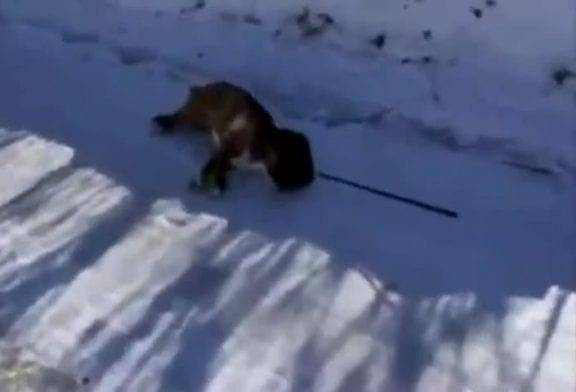 Chien ne veut pas marcher sur la glace