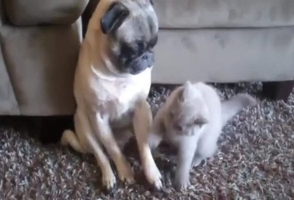 Chaton curieux sur un chien patient